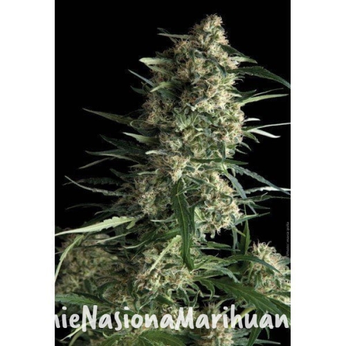 4f841210534e2f27089290887b03883a