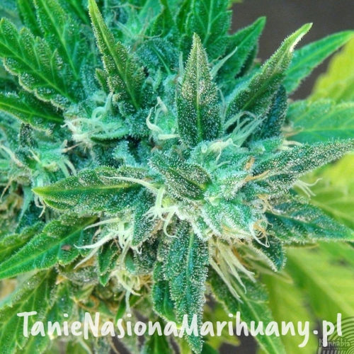 4f904bbf8b22ae88a1940819ed13897a