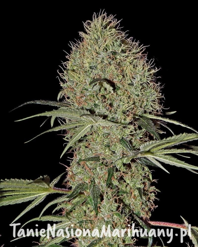 4fa87935fa2e4b95e67f5dae2737475d