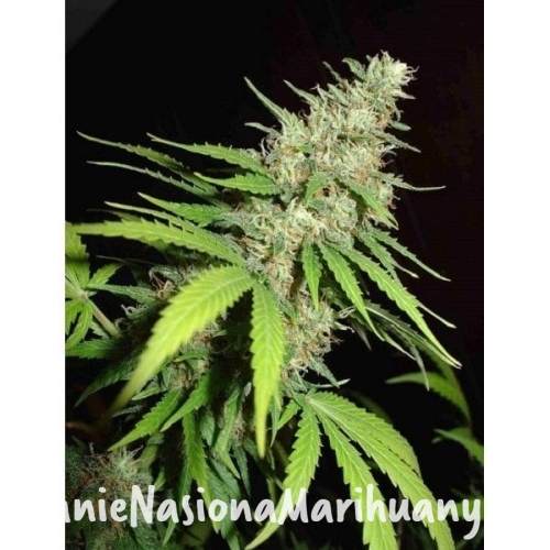 4fbfae88b01b5734b9bb667df80c4a1e