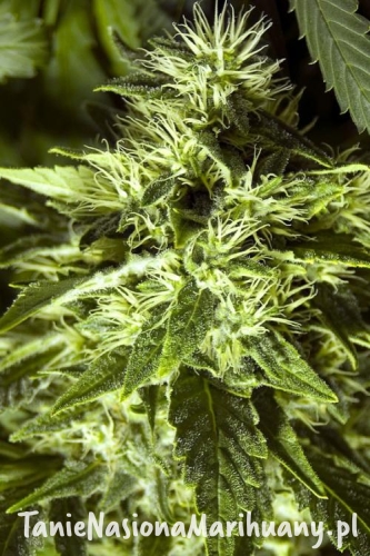 4ff69420fb470095154dd12237413e67