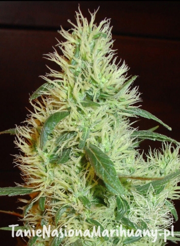 506d73bf8270eea7cc654f909b784cfa