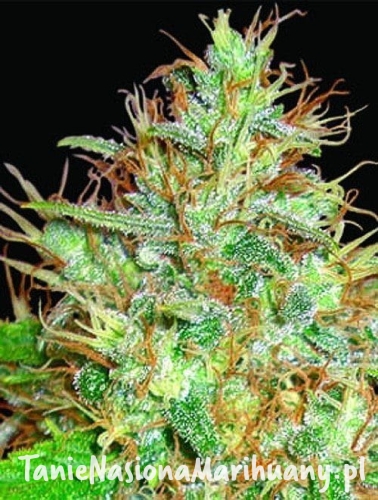 50a7cb03ac031521181399cbf8617022