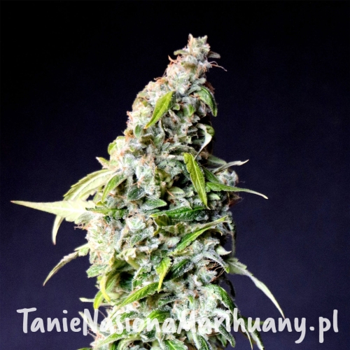 50d8580943de79ca9a689827c376048d