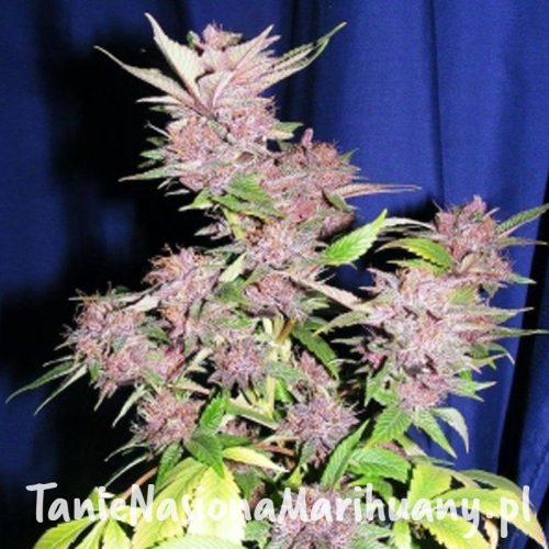 50fb10fcce42df3ea43daf47af4e66a6