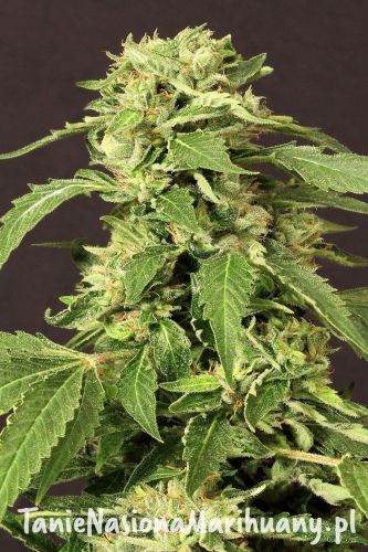 517f758426ff971174a7b6f45ded1e62