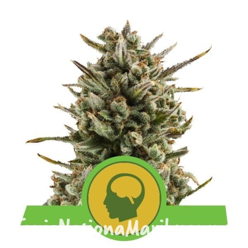 518d6aa023d6ee855f0efaa1a8eea463