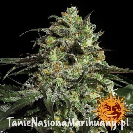 51a485eab9c061f282ad48c91bcdd782