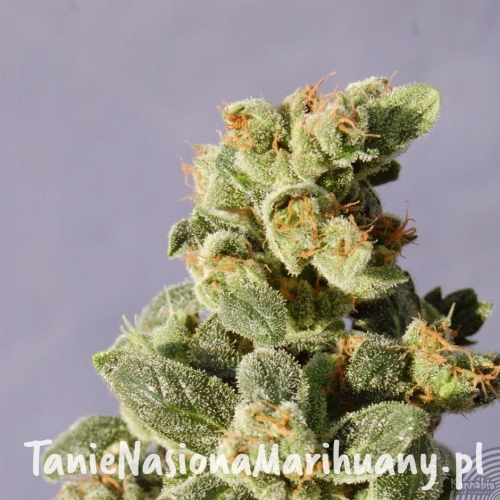 51c993e7eef6a0077adf05deac144c9e