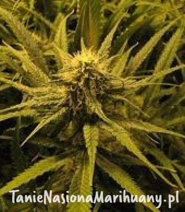 51f9da89698ca2d2d76b238593537e37