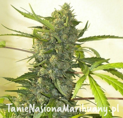 522908cc866faae4473bc2aebca5015f