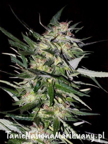 52ee3f32183bc5aedf4d3221f7888d2c