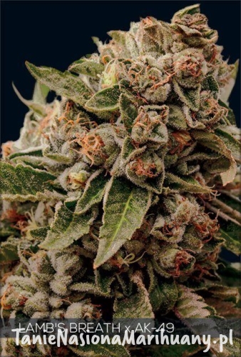 530d4adf037f31e23d832a5e48676415