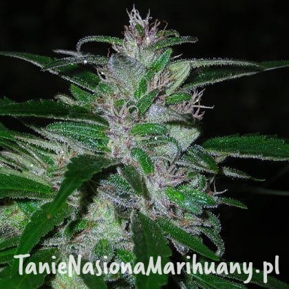 5356858c0a8722966eee346731ebd4dc