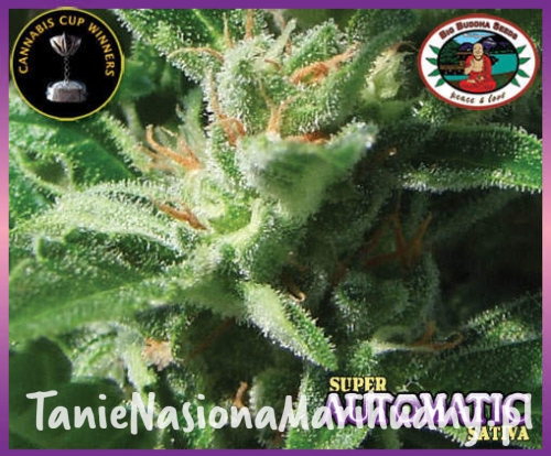 5403d4529ec16e257257e7aa2856f51a