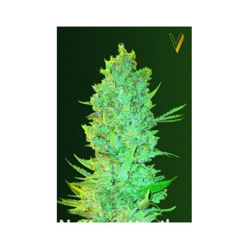 545eb73193a3065ad278bc6ce2b2126f