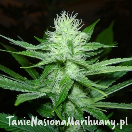 54dbddbec9e8fe8f02093e8397748547