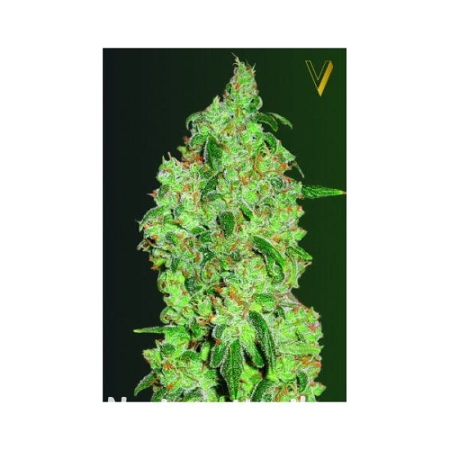 550540fea51592ce6b85ec8fbe1a94d7