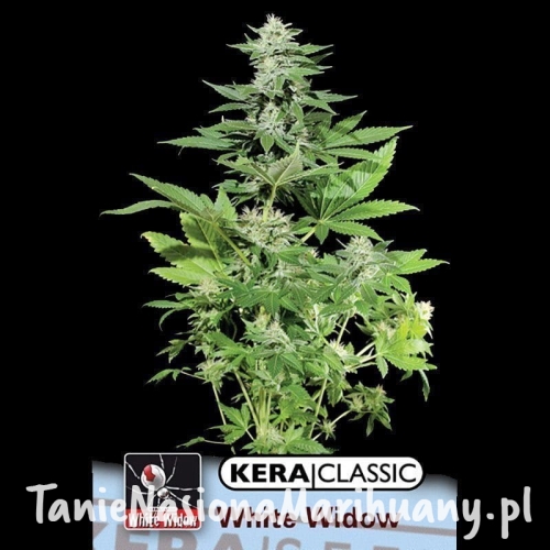 552cdbbc5d48a4e74a6af5b2efe1cd10