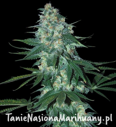 554e9c08f15e8670b8a1a867a53b7f7a