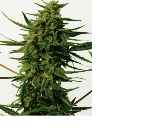 55659819baade4fc8a43d25353e68216