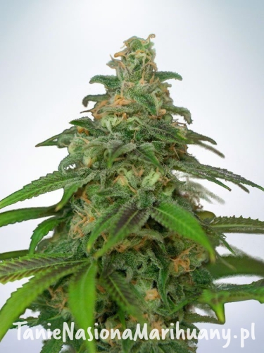 561ac00c1749fbcbea83e80d02226a92