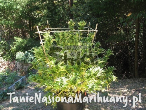 562348fceccd83ccadb7c5bef46a6b3f