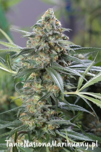 56248941d637b5b3e03cf0c07c183276