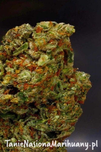 567870e470e499360f86e7644cf73027