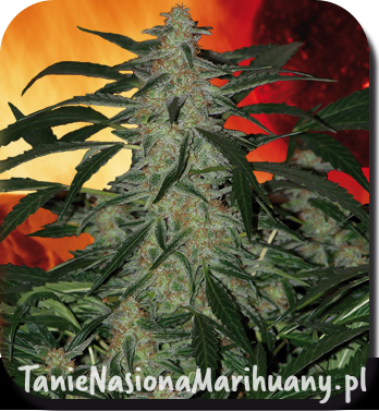 5710270f78c082d58ab6cc87c0ffcf24