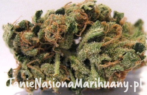 5729da7efba75bec0acb7f0463913796