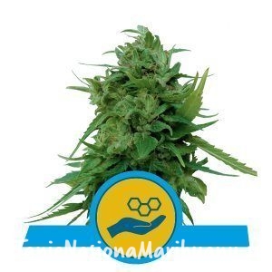 5787de2e146112a625abde6f51198afe