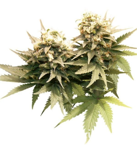 58cff5572e8c98134d687f1bc9b2b823