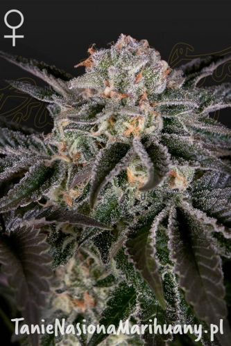 58f5e3fe825db6a2cccda496d2306ba0