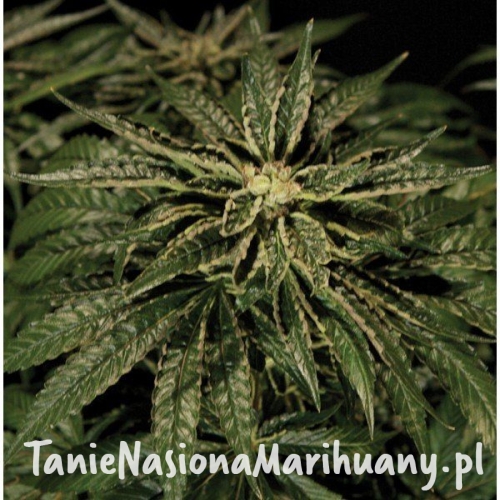 59376cdaf97104afa9ca63bb6e95f591