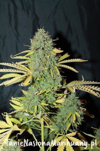 59cd1d634e89b265d74671adbc1aaec7