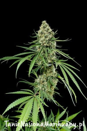 5ae756d6fc5b0758843f9b050a8c3ca2