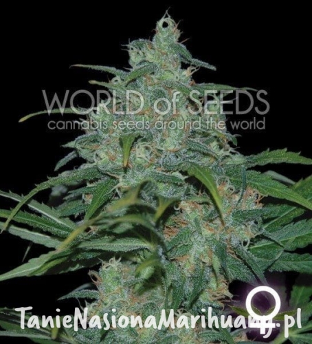 5b026db50eef10f6dead018f313ce685