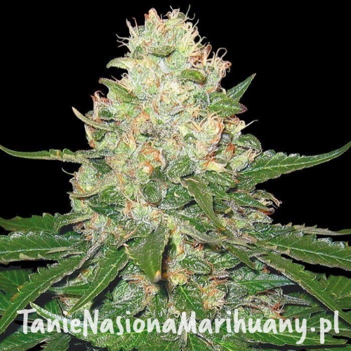 5bb712e249b69a6e48eaa1ff175d1bcf