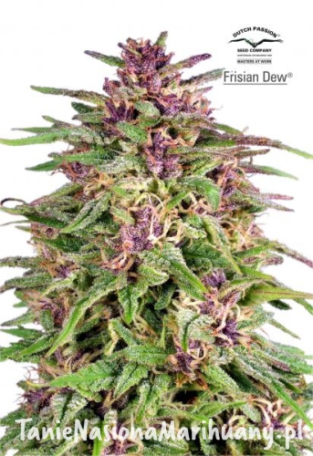 5ca62d3ec9ebd9b8bf10e19987e56d97