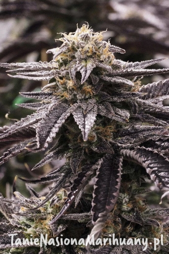 5d2a65514cc4bf44ab6d1e00bdaaef56