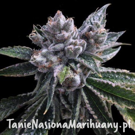 5d43fdf67d4e4d4083fd0db24b9ee796