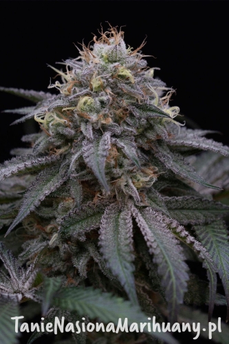 5d71b36290e314a2c6b261549acc267a