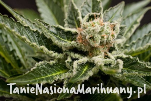 5d88cc7e02aa7d939232e5c547d86480