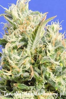 5e299e68b5a396923ef5da652edea162