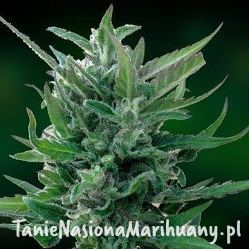 5e926fa40a376284a96adec699c6f28a