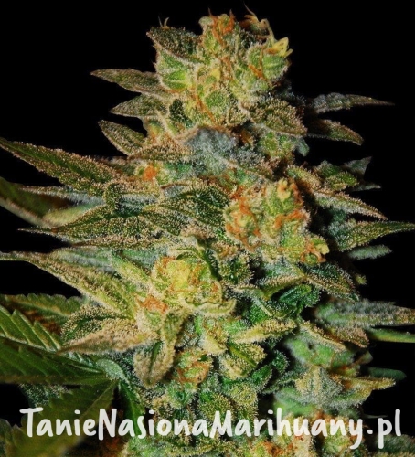 5eec0962e745711cd503a4fa164355e9