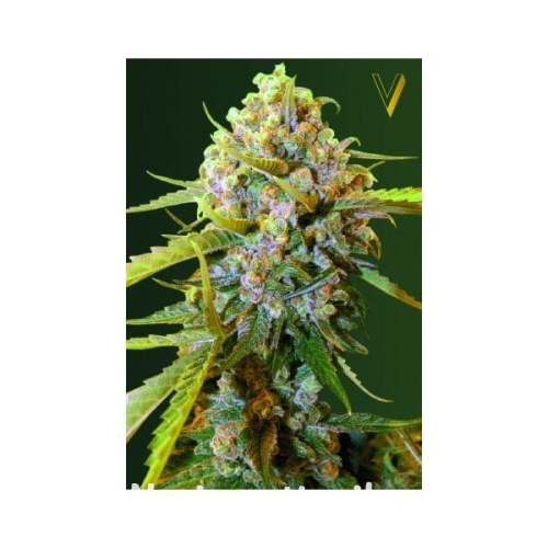 5f8e1a5ba063a51c4af7cb5352ccac0b