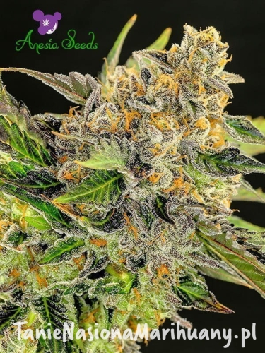 Strawberry-Kush-anesia.jpg