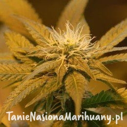 60aa9b45ed6abcb31fe857062861965c